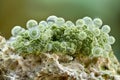 Fuzzy green mass of algae is growing on a rock. Royalty Free Stock Photo