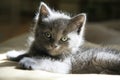 Fuzzy Grey Kitten