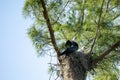 Fuzzy head of a swallow-tailed kite Elanoides forficatus chick