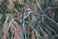 Fuzzy least bittern in cattail reeds lit by evening light