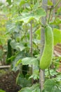 Fuzzy Melon in the Garden