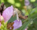 Fuzzy Moth With Green Eyes On Pink Turtlehead Flower