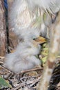 Fuzzy Newborn Snowy Egret Chick