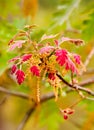Fuzzy Red Oak Leaves ~ New Spring Growth