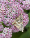 Moth Sitting On Pink Sedum Flowers