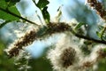 The fuzzy, tender buds of the Salix Triander tree are a variety of willow. Royalty Free Stock Photo