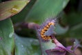 Closeup of a caterpillar in a garden with long setae hairs on a green dewdrop-covered leaf.