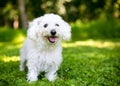 A fuzzy white Bichon Frise dog standing outdoors