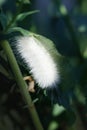 Fuzzy White Caterpillar