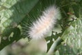 Fuzzy White Caterpillar Royalty Free Stock Photo