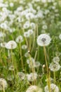 Fuzzy white dandelion seed-heads with floaties in a meadow