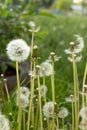 Fuzzy white dandelion seed-heads with floaties in a meadow