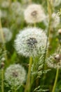 Fuzzy white dandelion seed-heads with floaties in a meadow