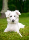 A fuzzy white dog lying in the grass