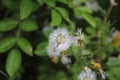 Fuzzy white flower