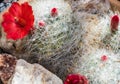 Fuzzy white cactus with bright red flower
