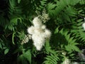 Fuzzy white shrubbery