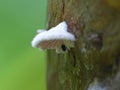 Fuzzy White Split Gill Mushroom On Tree