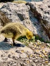 Fuzzy yellow baby goose eating corn Royalty Free Stock Photo