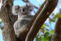 A fuzzy young wild koala in a gum tree in Australia Royalty Free Stock Photo