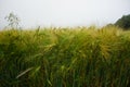 Rye growing on the fields, summer 2021