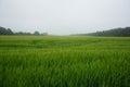 Rye growing on the fields, summer 2021