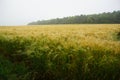 Rye growing on the fields, summer 2021