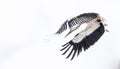 Fyling storkwith wings in front Royalty Free Stock Photo