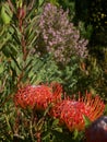 Fynbos Bouquet