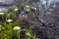 Fynbos endemic cape flora at table mountain