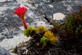 Fynbos endemic cape flora at table mountain