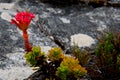 Fynbos endemic cape flora at table mountain Royalty Free Stock Photo