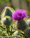 Fynbos Flowering