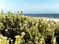 Fynbos at the ocean