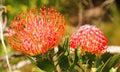 Fynbos Pincushion - Protea Family Royalty Free Stock Photo