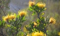 Fynbos Pincushion - Protea Family