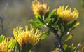 Fynbos Pincushion - Protea Family