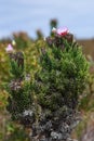 Fynbos plant in the overberg