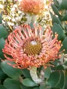 Fynbos. South Africa. Indigenous vegetation.