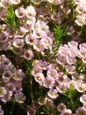 Fynbos. South Africa. Indigenous vegetation.