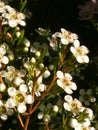 Fynbos. South Africa. Indigenous vegetation.