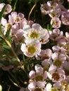 Fynbos. South Africa. Indigenous vegetation.