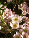 Fynbos. South Africa. Indigenous vegetation.