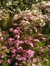 Fynbos. South Africa. Indigenous vegetation.