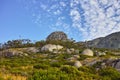 Fynbos in Table Mountain National Park, Cape of Good Hope, South Africa. Closeup of scenic landscape environment with