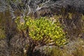 Fynbos in Table Mountain National Park, Cape of Good Hope, South Africa. Closeup of scenic landscape environment with