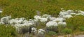 Fynbos in Table Mountain National Park, Cape of Good Hope, South Africa. Closeup of scenic landscape environment with