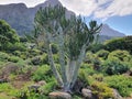 Fynbos table Mountain View (back) south africa