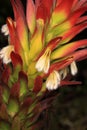 Fynbos