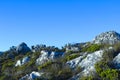 Fynbos vegetation at the top of Table Mountain 2